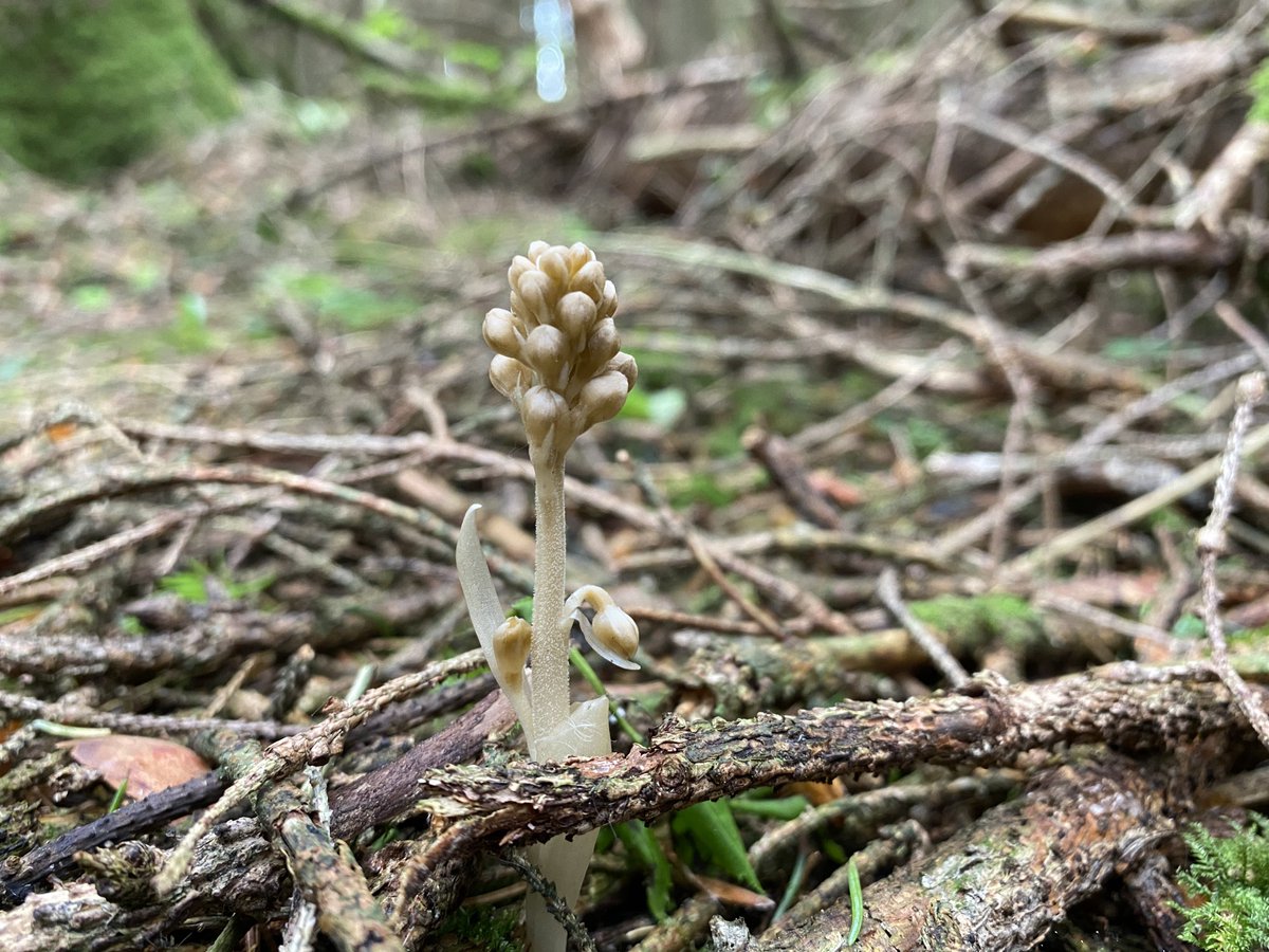 ecologically, restoring sites like Cah is much better than creating new woodland - lots of specialised wildlife survives in the old woodland soils, remnant vegetation and deadwood. species like this weird bird's-nest orchid might not colonise new woodland for centuries (if ever)