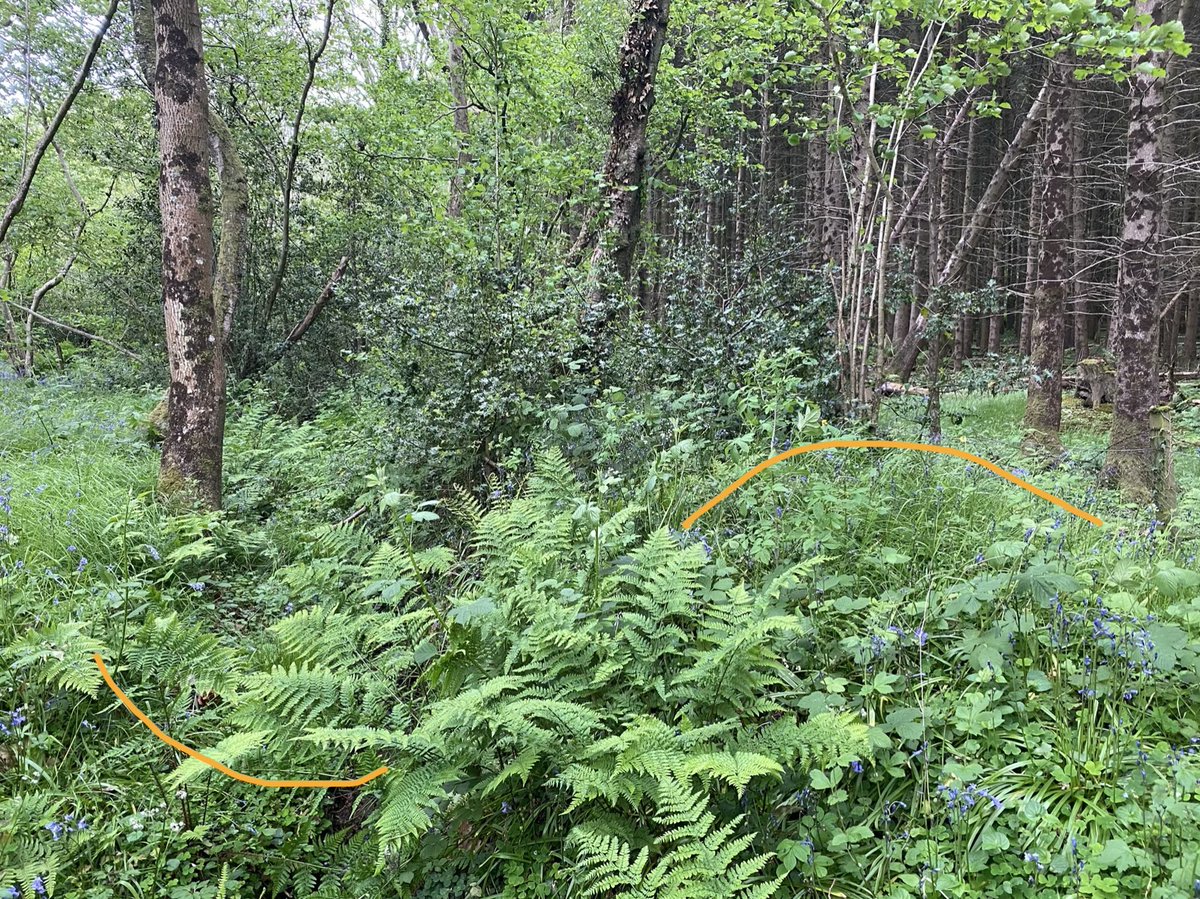 old woods also often have their own archaeology: at Cah, the ancient bit is surrounded on 3 sides by wood banks. these are boundary bank and ditch structures that kept livestock out in the past (to protect coppice regrowth from browsing) ~