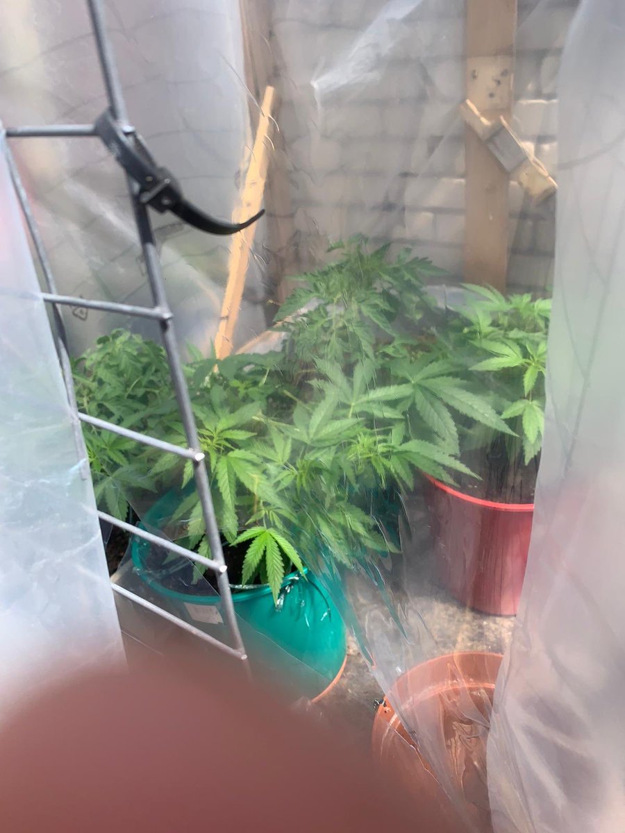 WimsPell's tweet photo. Interesting what tenants sometimes grow...apparently it’s not what you think...! Kenaf anyone? https://t.co/zUPUEsZuVB