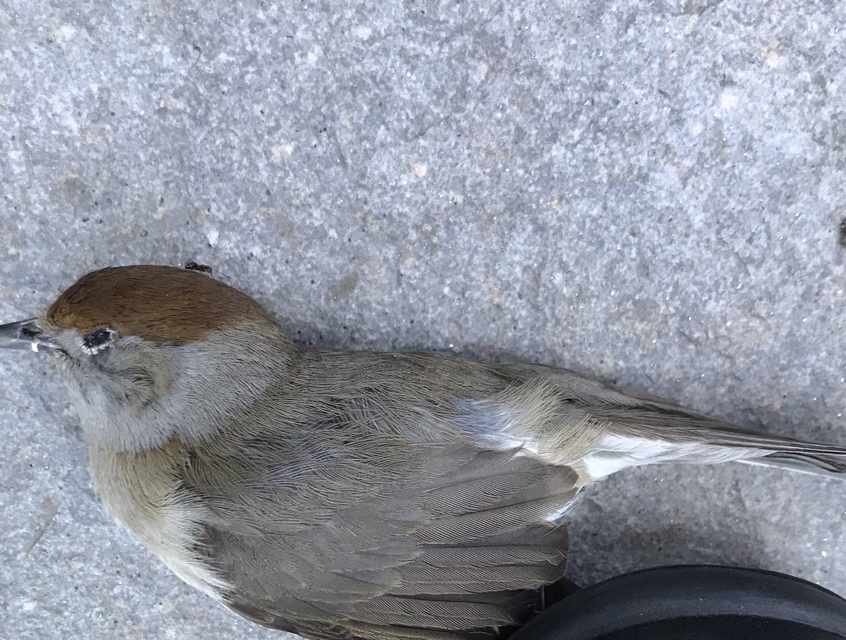 HarrySuilen's tweet photo. Vond een dode zwartkop mees op mijn terras. Geen sporen van doorvliegen tegen een raam. Zal toch niet van de #xentarie bespuiting tegen #processierupsen zijn? https://t.co/lVwWNHnXjM