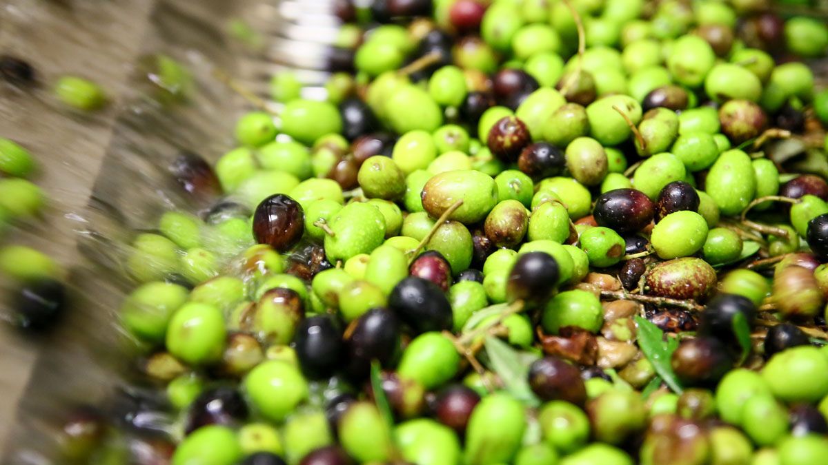 Flavor_YourLife's tweet photo. "EU farmers call on Commission for more olive oil market support" #OliveOil #EU #EVOO #FlavorYourLife https://t.co/DiRctGKvdA https://t.co/CAAmucXeoi