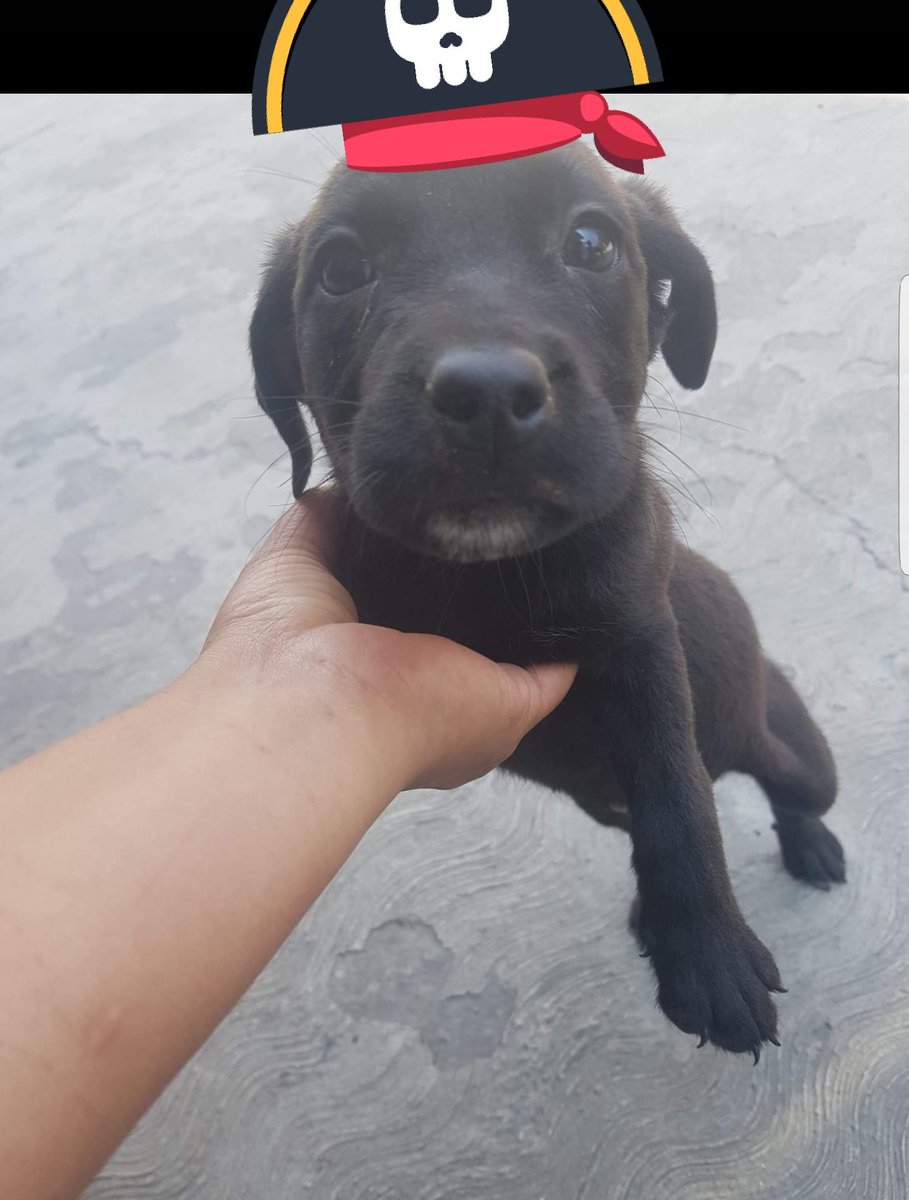 #ADOPCION Machos talla chica a mediana 2 meses, se pide llenar formato, entrega a domicilio. Más inf whats 5513065691 #AdoptaYCambia1Vida RTpls <a href="/EsEstra/">A L I 🐾</a> <a href="/perrososmx/">🅿🅴🆁🆁🅾🆂🅾🆂🅼🆇</a> <a href="/HuesitosDF/">Huesitos DF</a> <a href="/raquelgarzac/">raquel garza</a> <a href="/ErafoxZl/">Emma R. Fox 🇲🇽❤️</a> <a href="/PaolaFrida/">ρασℓα </a> @gllgina1_ll <a href="/lupomex1989/">FANTOMAS</a> @GREACEORI <a href="/MascotasSismo/">Mascotas Sismo</a> <a href="/En_laDelValle/">En la Del Valle</a>