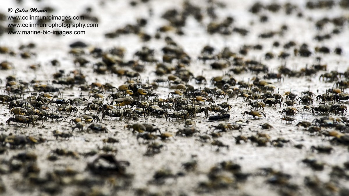 Not everyone is observing social distancing. On a small beach in Phuket, Southern Thailand, as the tide falls, so tens of thousands of fiddler crabs emerge, to feed, to joust for territory, and maybe to find a mate.  #nikonasia #nikonthailand #macrophotography