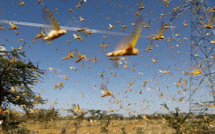 wanderwoman77's tweet photo. @nstomar @AgriGoI The locust swarm urgently needs to be tackled by expert like Dr.V.K.Yadava(Retd.Plant Protection Advisor) who has 33 years experience and Diploma of Locust survey and control from Seivagezy, Switzerland. Please contact 9899910134 for his much needed expertise. https://t.co/DqmJBF2lgg