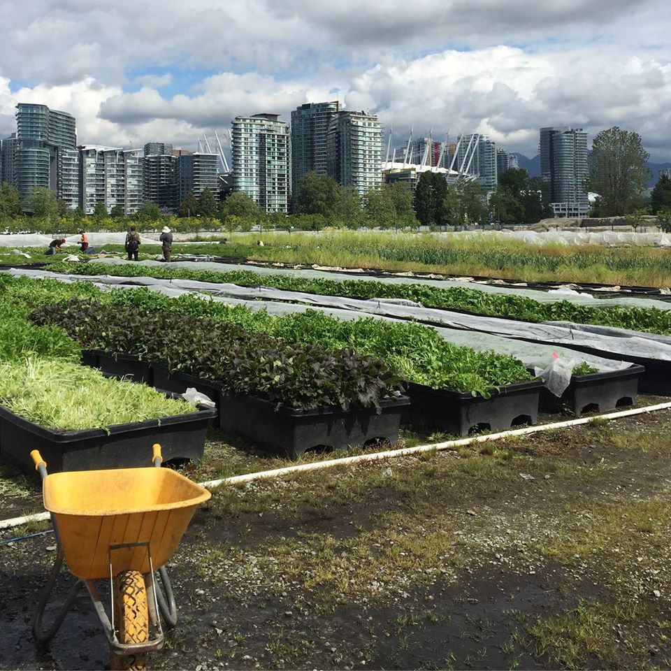 We are one of the largest urban farms in NA with a mission to employ people who are managing complex challenges like addiction, mental health issues, and poverty. This season we have a goal to donate more than 12,000 lbs of fresh food  @harrisCoLLP  bit.ly/3enKJDO