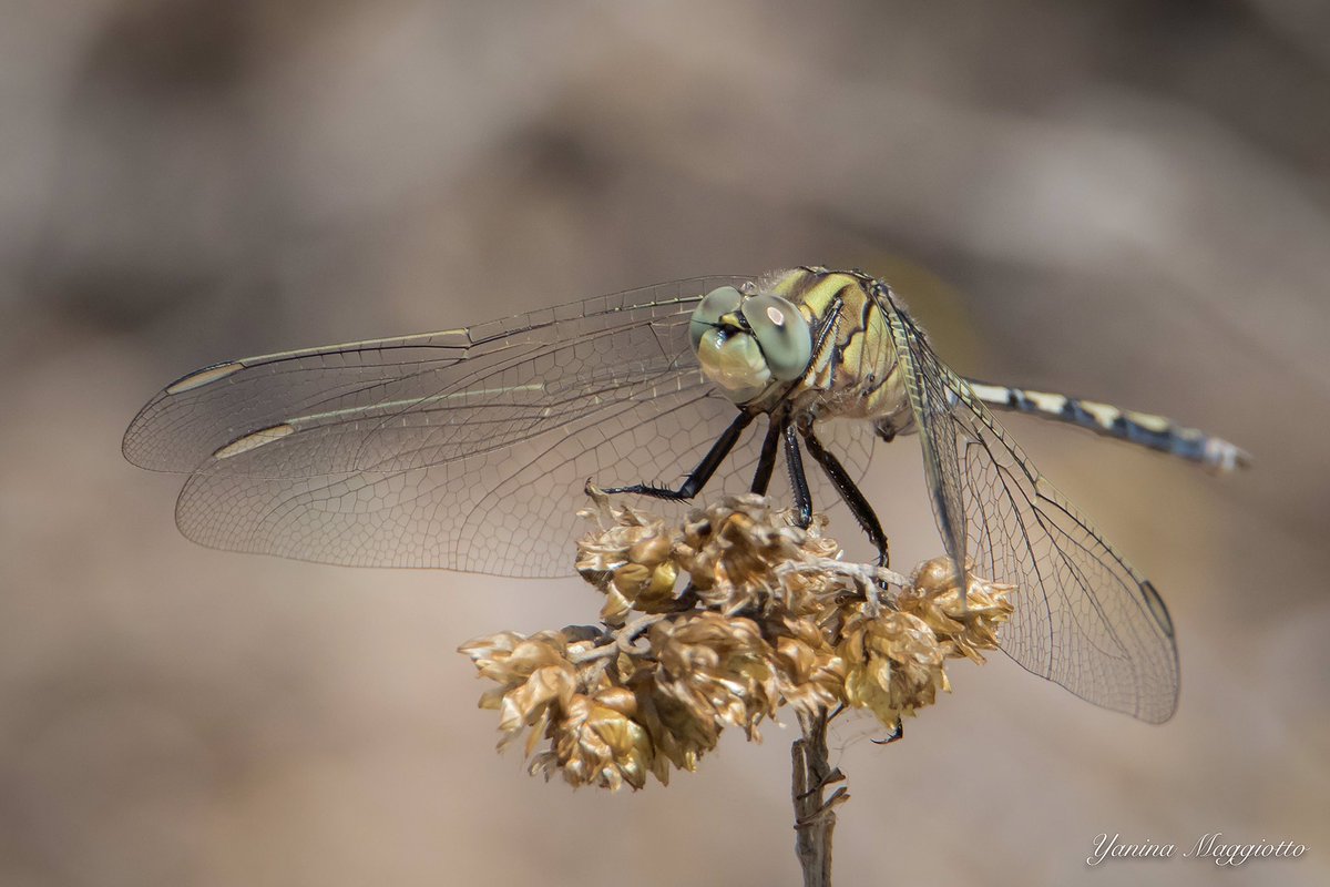 YaninaMaggiotto's tweet photo. Exciting day working on a Drangonflies &amp; Birds Trip in Albufera de Valencia.
#wildlife #drangonflies #albuferadevalencia #birdwatching #wildwatching #wildlifephotography @VisitNatura @valenciaturisme @GVAturisme @CvGuias @DevesaAlbufera https://t.co/pM83K9gRTZ