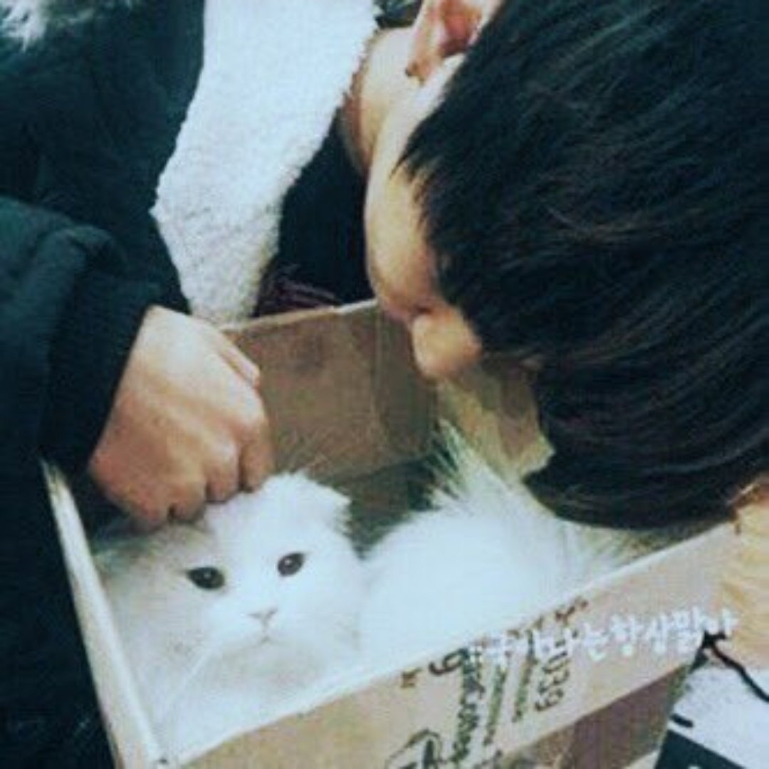 taehyung with cats, an adorable thread