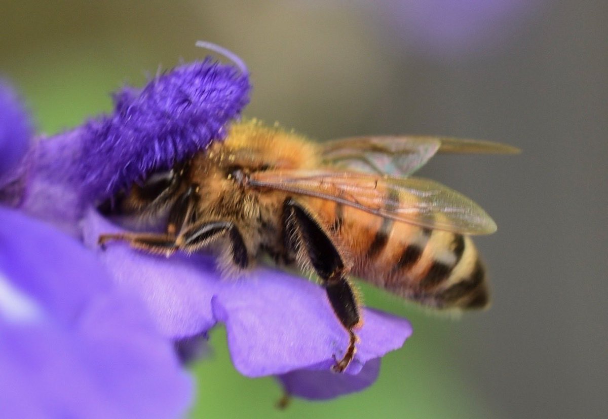 BrianBirneyGCS's tweet image. Our wildlife is #SafeAtHome at The Everglades Club. 🐝 #floridastrong @FGCSA