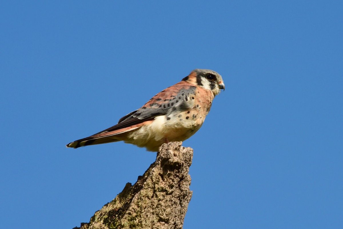 BrianBirneyGCS's tweet image. Our wildlife is #SafeAtHome at The Everglades Club. 🐝 #floridastrong @FGCSA