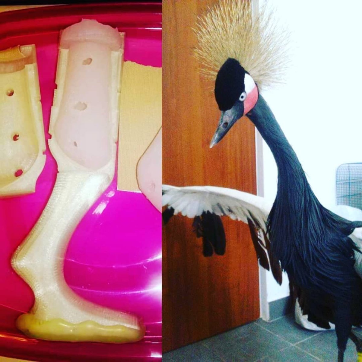AnimalOrthocare's tweet photo. ⁠ #Repost @lamiriaelf
・・・
Orthese. Artificial leg for the crane who frozen off his leg. Silicone core &amp; 3d printed support. #crane #bird #orthese #orthesis #leg #prosthetic #orthese #silicone #3dprinting #animal #animalorthocare #vet
⁠ https://t.co/uXzm2LTv81