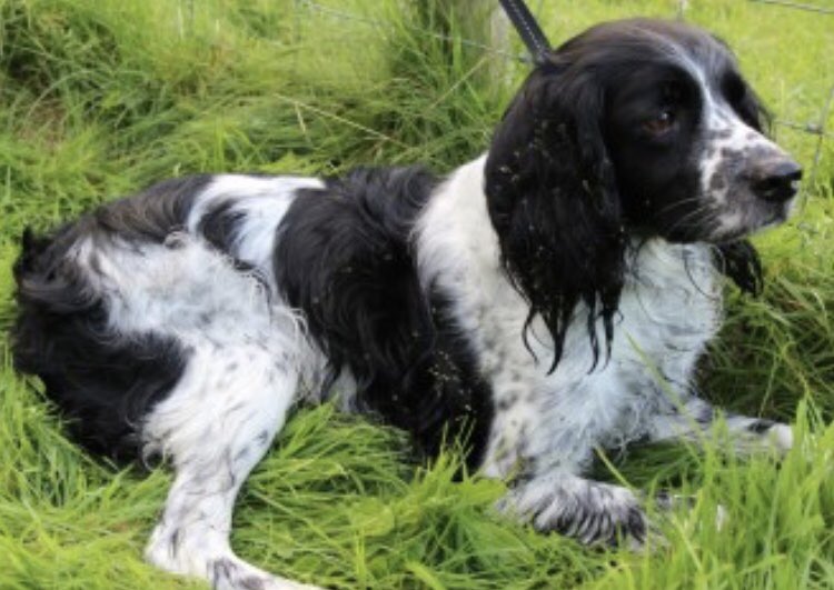 rosieDoc2's tweet photo. #SpanielHour LOST 25/12/14 JACK went #missing xmas day 😞 tagged/chipped&amp;spayed Blk&amp;wh #Sprocker adult DID YOU FIND HIM? He got lost on the common #BerkeleyHeath #Berkeley #GL13 VERY NERVOUS FAMILY PET 💔
https://t.co/q4uXWEWO5L
@ucbsoj @BerkeleyNow @bs2510 @MissingPetsGB https://t.co/J0o0fg5n22