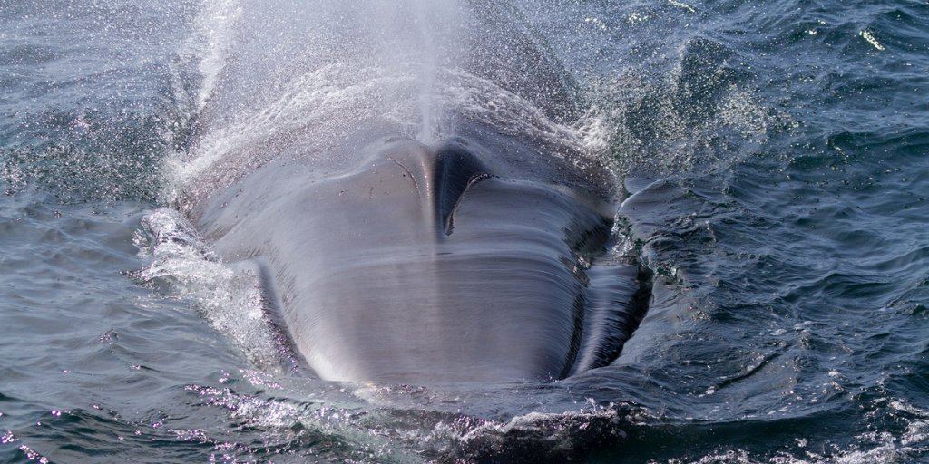 Mammal_Society's tweet photo. Today's #midweekmammal was shortlisted for Mammal Photographer of the Year Elusive mammal : Surfacing Fin Whale by Dan Lettice ๐ท
#DYK the fin whale is the second largest of all mammals, largest is the blue whale #mpoy2020
@ORCA_web @SeaWatchersUK @mcsuk @whalesorg @thembauk https://t.co/YytLkQmIt1
