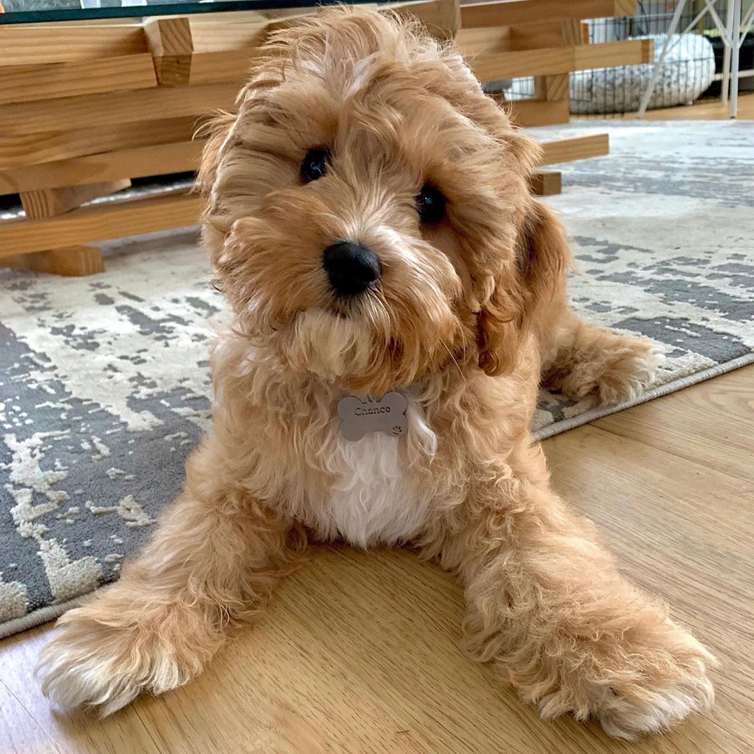 woofial's tweet photo. Do you think we can go outside now? 🤔

📸: IG chance_the_cavapoo

#cavapoo #dog #doglife #dogmom https://t.co/9KzXaJh2A1
