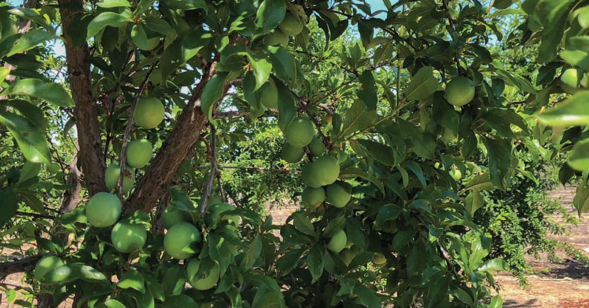 brandtfarms's tweet photo. Can you guess what tree fruit this is?... Our summer season is picking up and fruit is growing!
#brandtfarms #liveliferipe #fruit https://t.co/Vy0fq20gVR