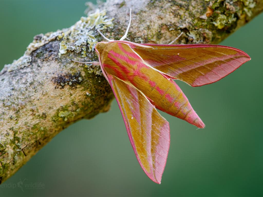 BritishMoths's tweet photo. Garden Moth World Cup - FINAL:

Elephant Hawk-moth vs Buff-tip

Images by Heath McDonand and Iain Leach. 

Vote in the poll tweet below. 

@savebutterflies @MigrantMothUK @RichardFoxBC @rlewington2 @TobyWarbler @JLowenWildlife @DJHbutterflies @DrBulman @JulieWilliamsBC https://t.co/aIlQ8zv2xn