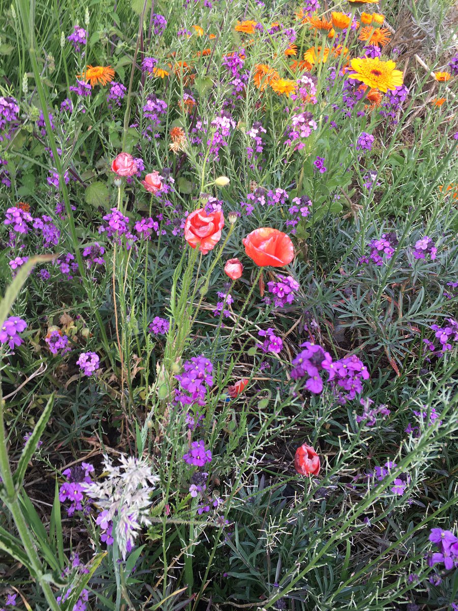 toncommgarden's tweet photo. Delighted to report we have goldfinches and robins making their homes at our #community gardens ๐ Plenty of ๐ action too on our #polinatorfriendly planting! Gardens holding up well with little input from us at present ๐ @KentWildlife https://t.co/cCf3br4Bj1