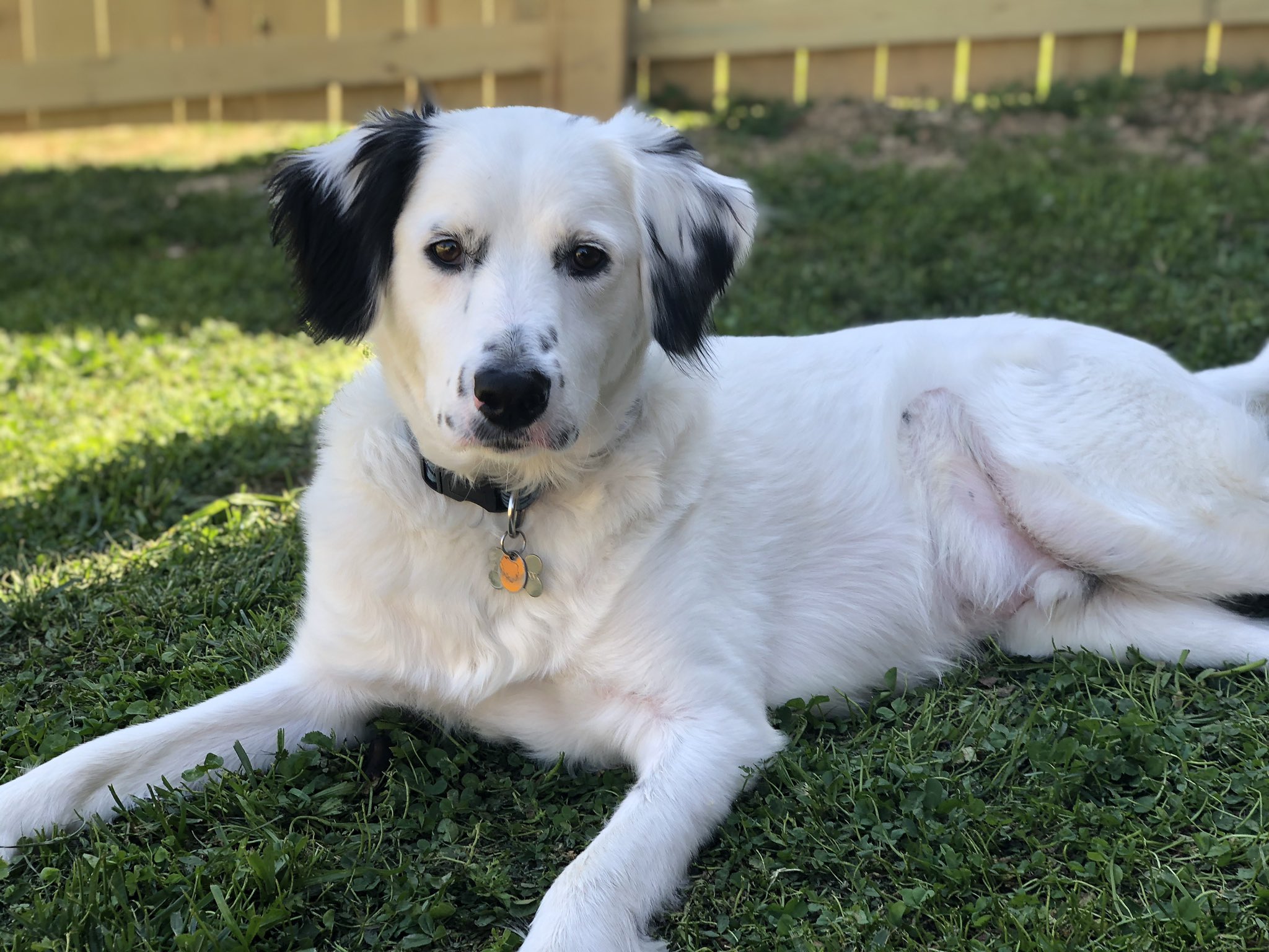 How Big Do Border Collie And Great Pyernes Pups Get