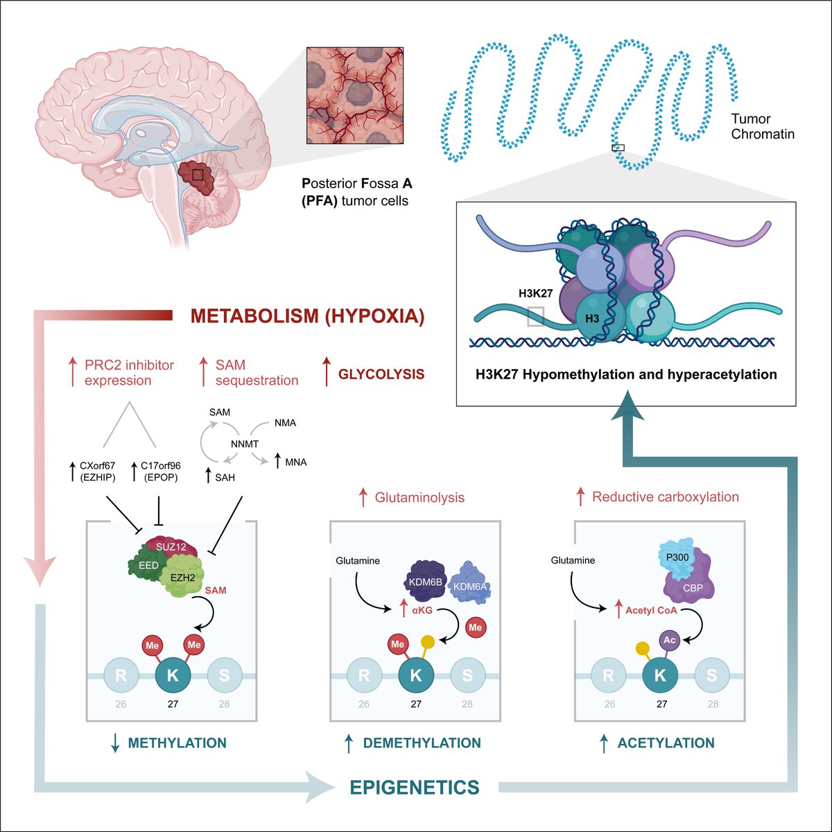 CellCellPress's tweet photo. Now online @CellCellPress! #Hypoxia reprograms the cellular #metabolome and #epigenome to promote growth of the most lethal #ependymomas https://t.co/UXUqgTIySz https://t.co/tn3wbrKanl
