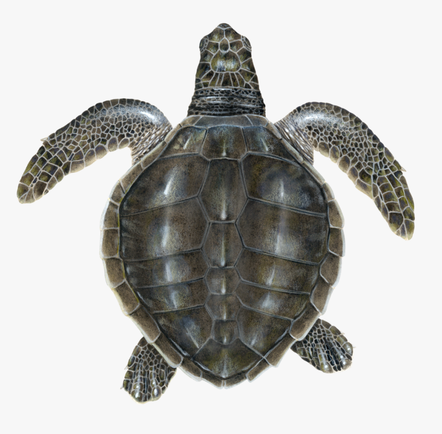  #Turtle Pose - KurmasanaThe pose gets its name as it looks like a turtle, with their nose to the ground and the arms sticking out the bottom and the legs sticking out the top.