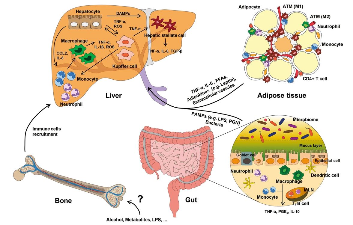 Diagram Of Liver Cell : Liver Cell High Res Stock Images Shutterstock