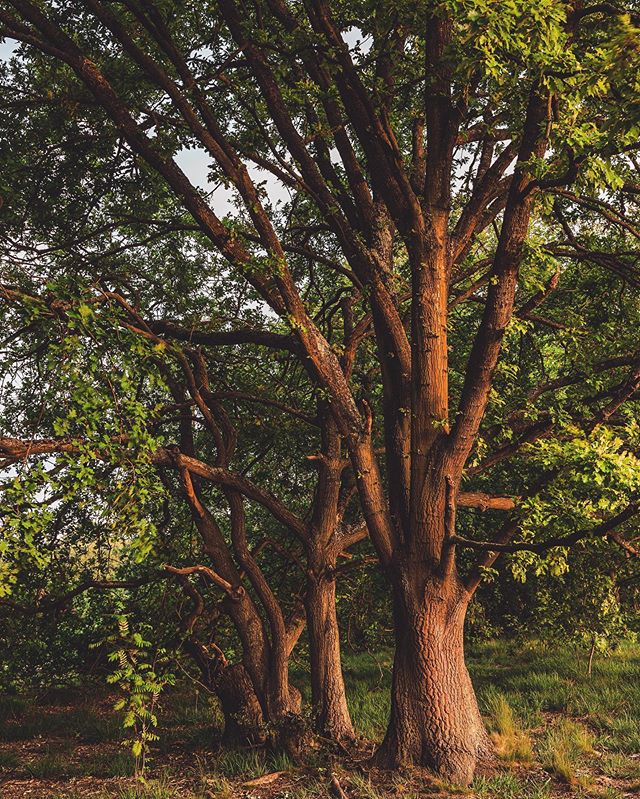 krisfields's tweet image. Apparently I should have paid £50 for a 2-hour licence to take this photograph in Wimbledon Common 🙊 #sorryranger #notapro

📸 instagram.com/p/CAs2c9WAm5u/ via tweet.photo