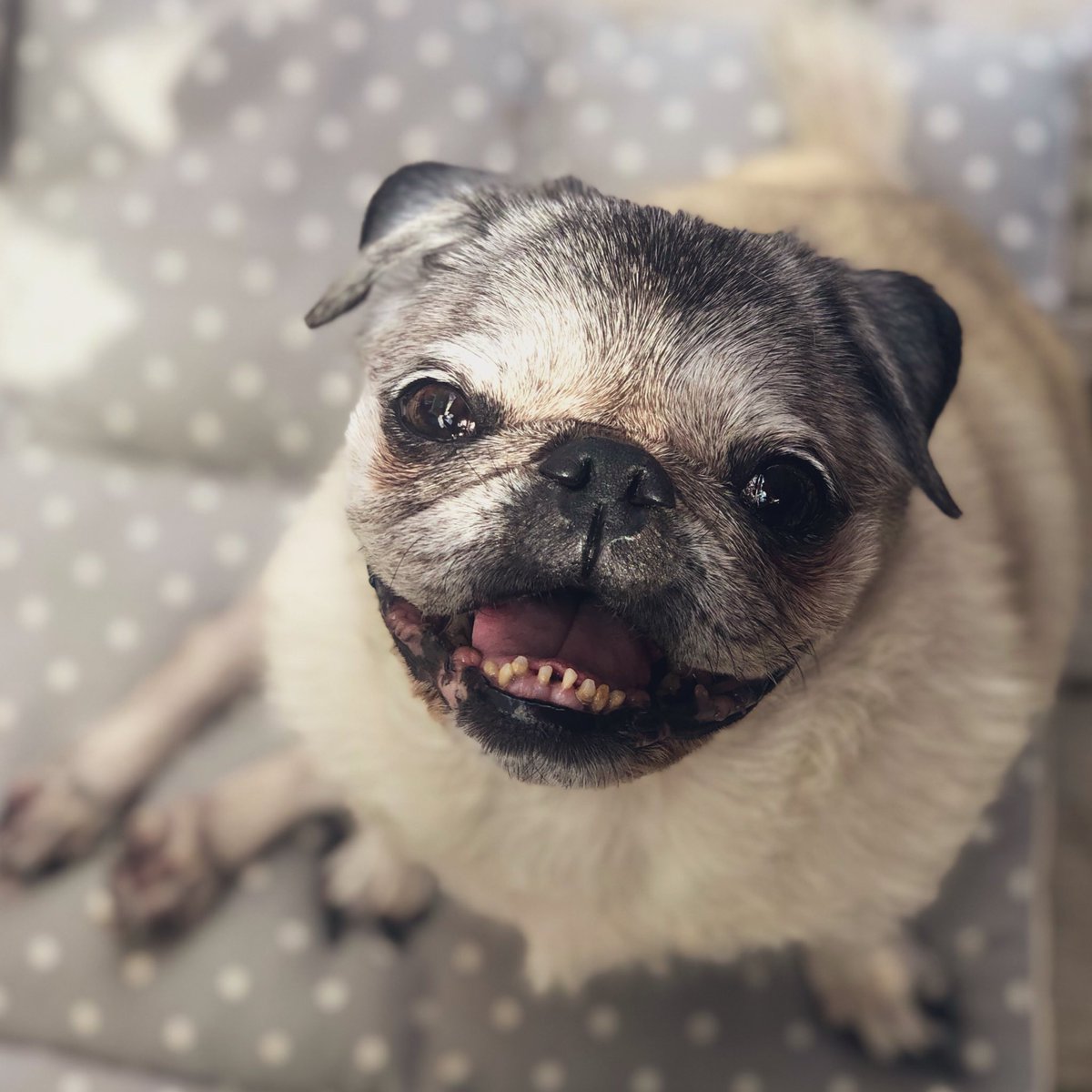 A4: I love to help in the kitchen by eating all the crumbs!  #pugchat