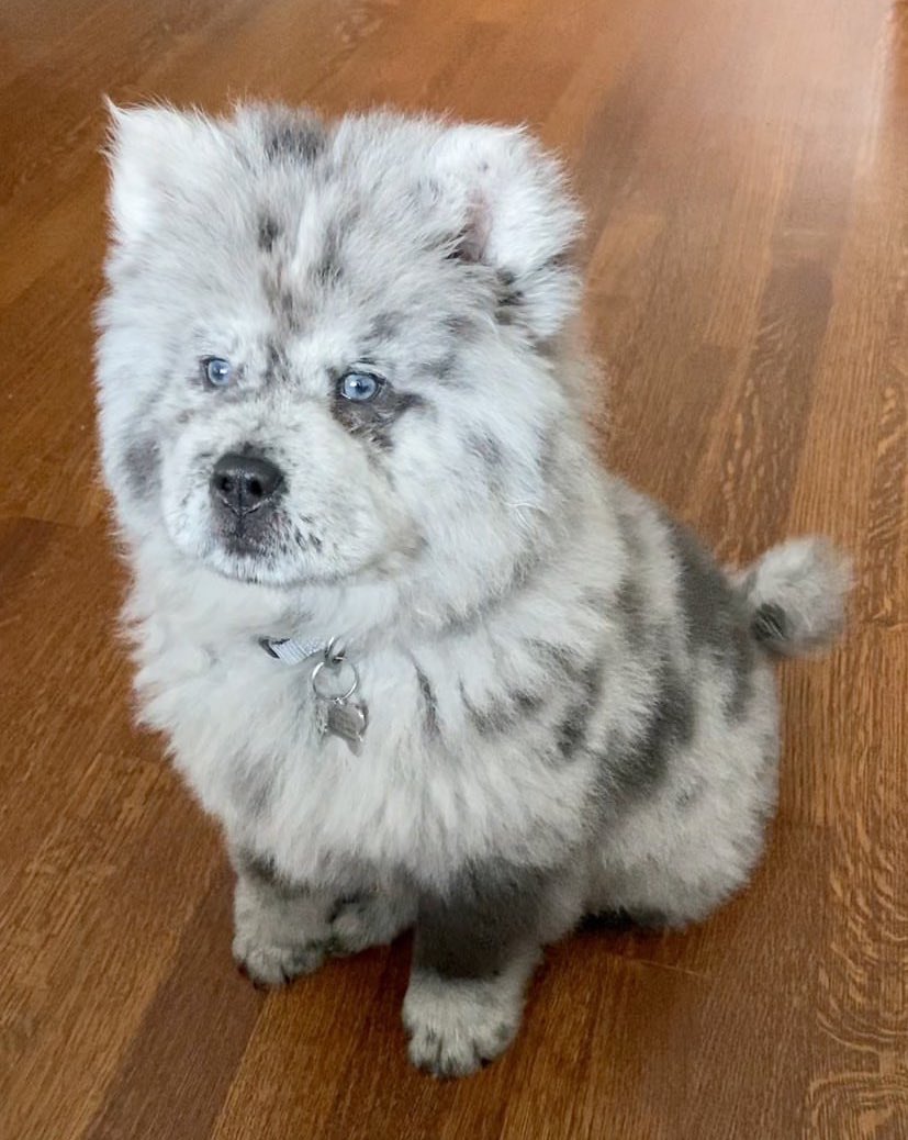 For the last time, we only rate dogs. Whoever dropped a scoop of oreo ice cream on the floor please come pick it up. Thank you... 13/10