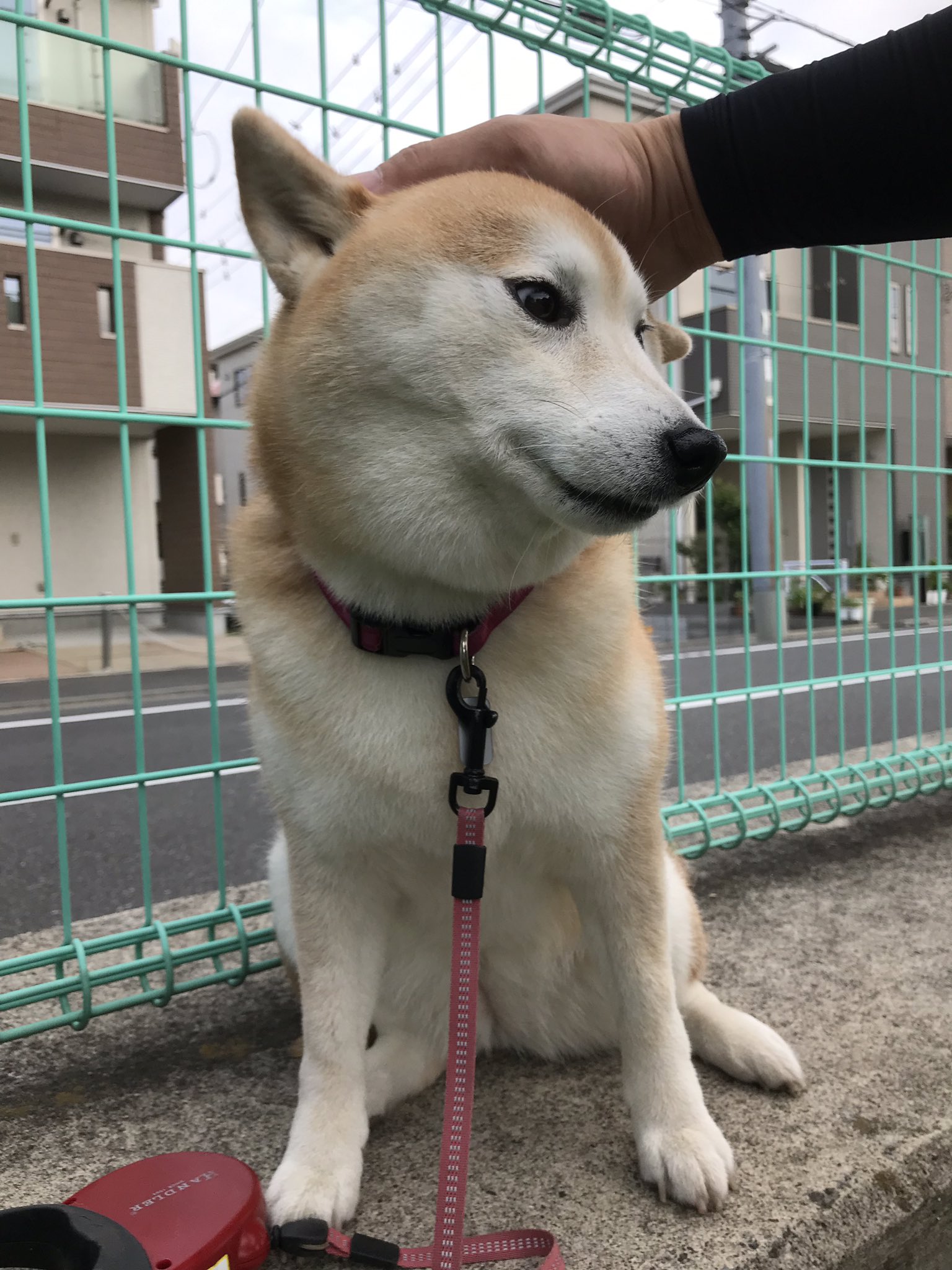 柴犬のモモ 撫で撫でしてもらって口角上がりっぱなし 柴犬 愛犬 犬 Shibainu Shibadog Cute Kawaii 柴犬のモモ 撫で撫でしてもらって口角上がりっぱなし 柴犬 愛犬 犬 Shibainu Shibadog Cute Kawaii