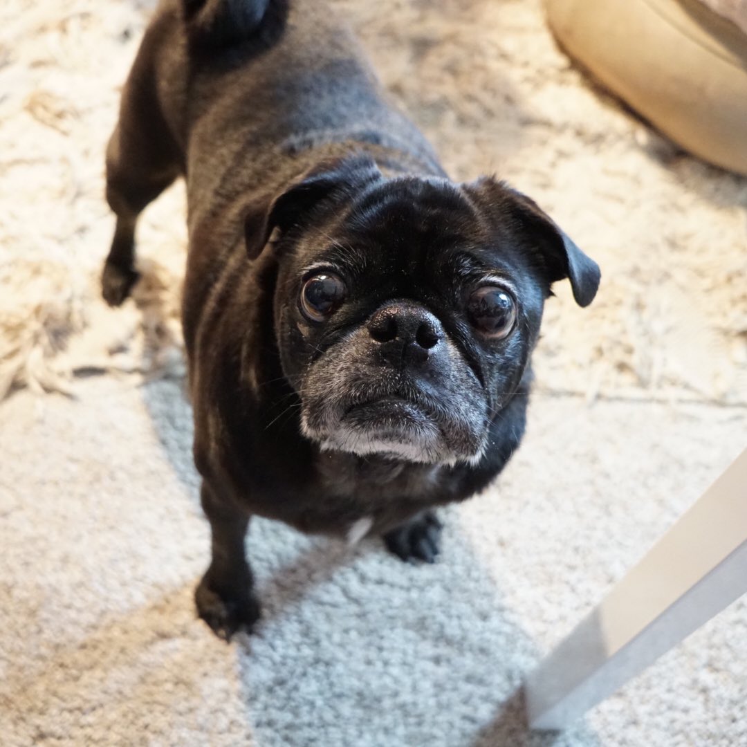 OhMyWeldon's tweet photo. Weldon here from Austin reporting for #pugchat https://t.co/qD6GqAaJFX