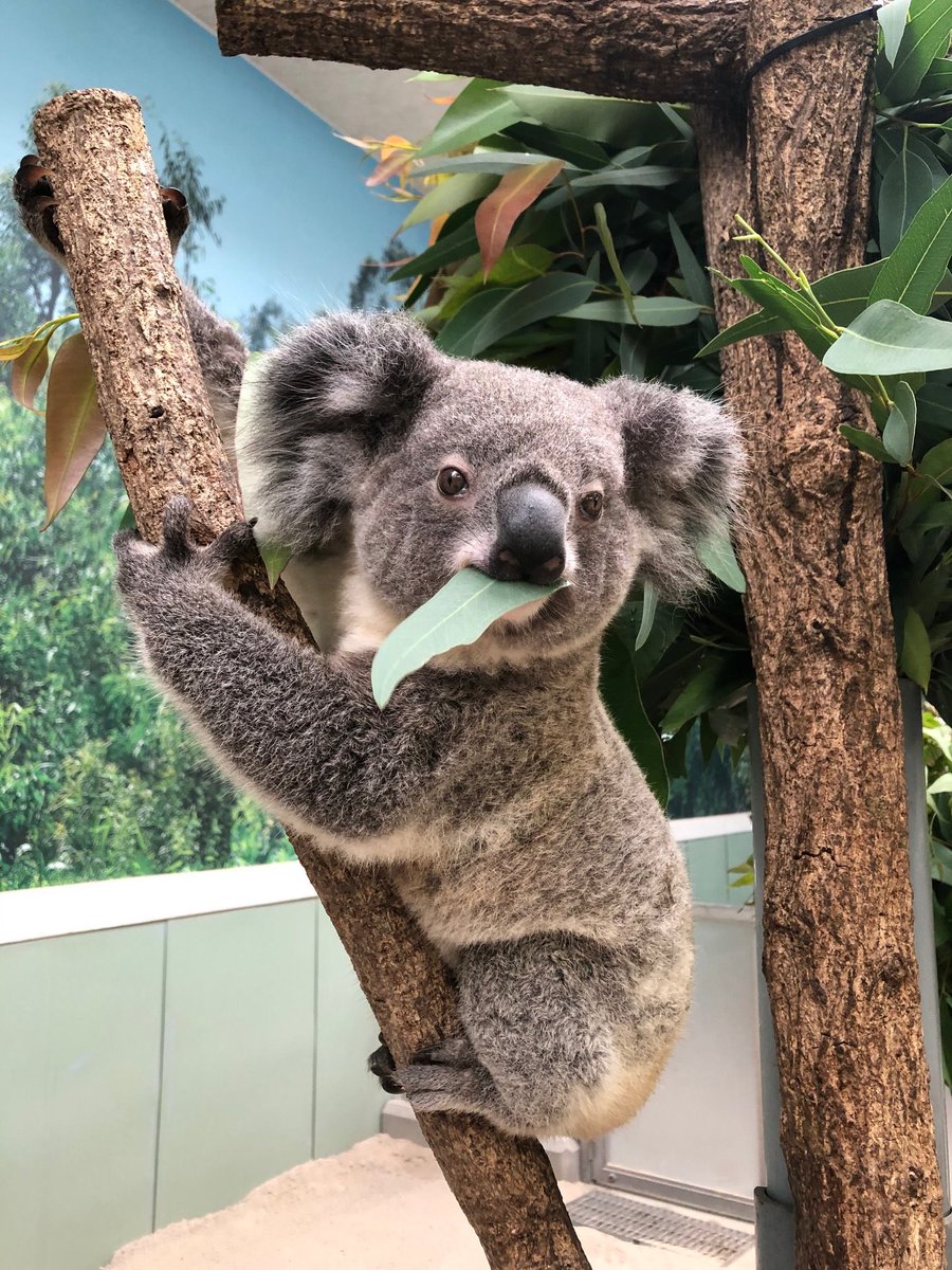 鹿児島市平川動物公園 Twitterren コアラのエサはユーカリ どの葉っぱも食べてくれるかというと そうではありません 基本的には新芽の部分とその周辺の葉を中心に食べます 人が食べてもおいしくないですが コアラが食べている様子をみると 何だかお腹が減ってくる