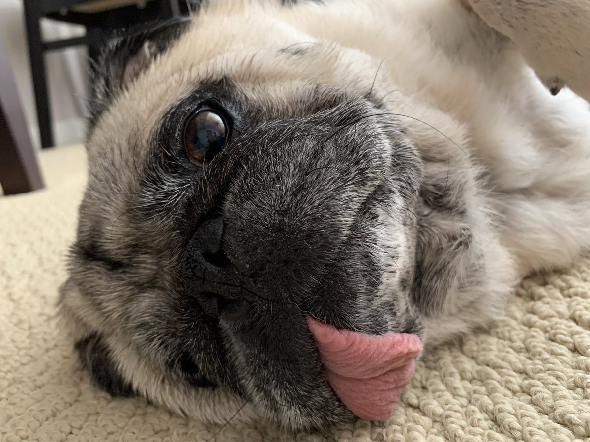quatchipug's tweet photo. Quatchi and Henry are here for #pugchat from the SF Bay Area! https://t.co/KnYiA313fu