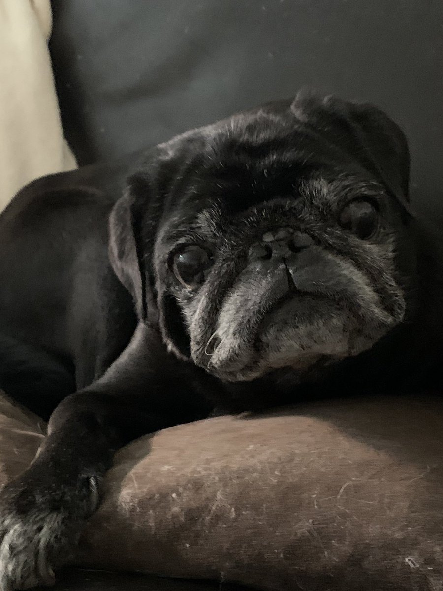 quatchipug's tweet photo. Quatchi and Henry are here for #pugchat from the SF Bay Area! https://t.co/KnYiA313fu
