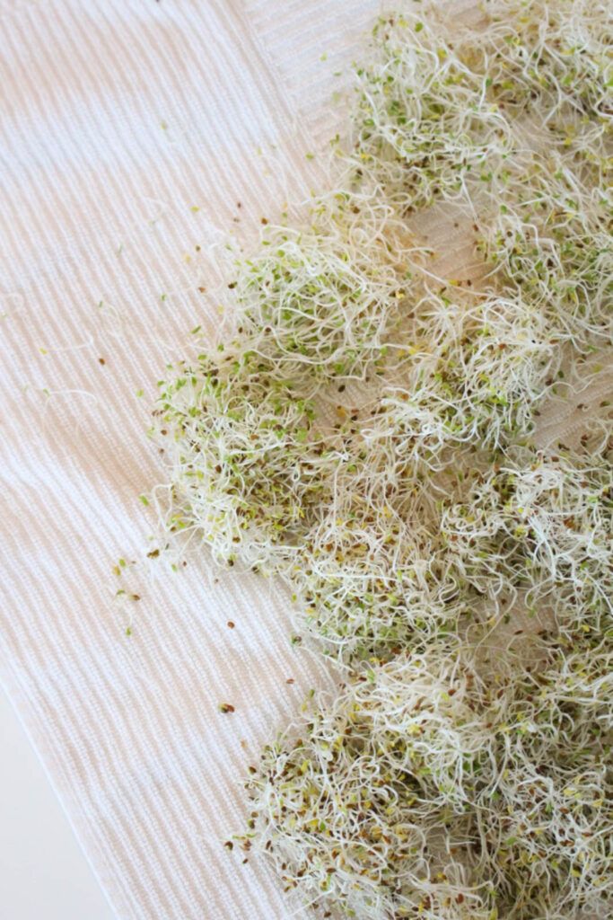 saglikvegzersiz's tweet image. How to Grow Your Own Sprouts #bloghealthy buff.ly/36y54DK from @wheatlesskitchn