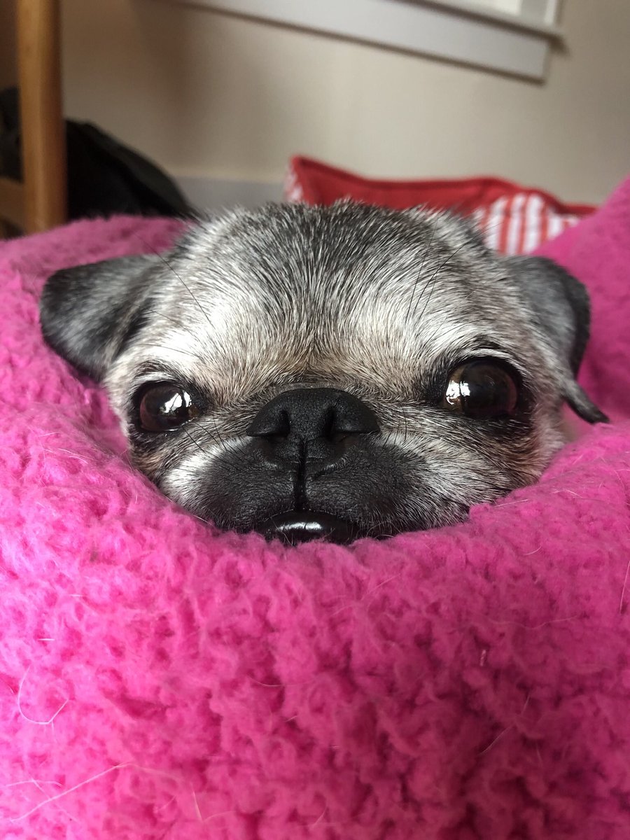 A1: “Dinner!” #PugChat