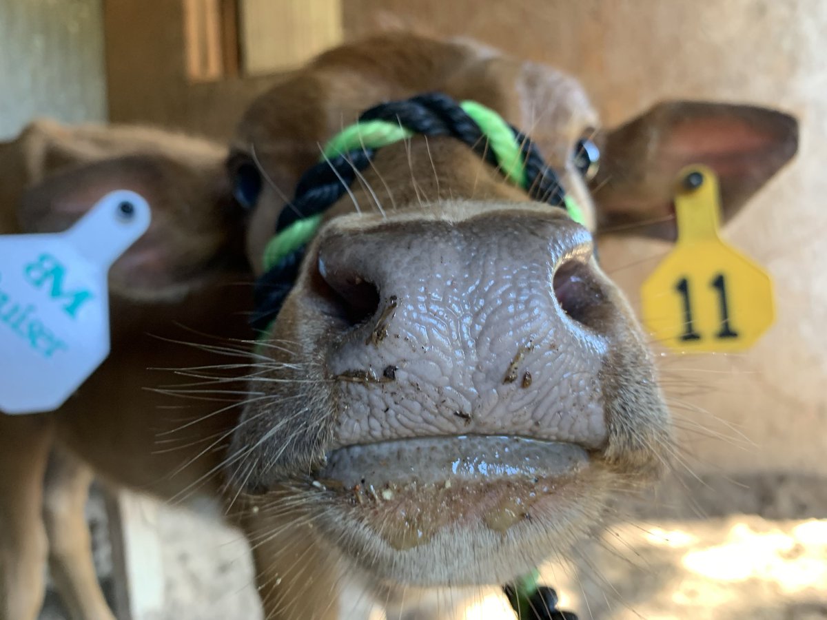 LonghornsBm's tweet photo. Tagged a few calves today!! https://t.co/VoeZZ87pUZ