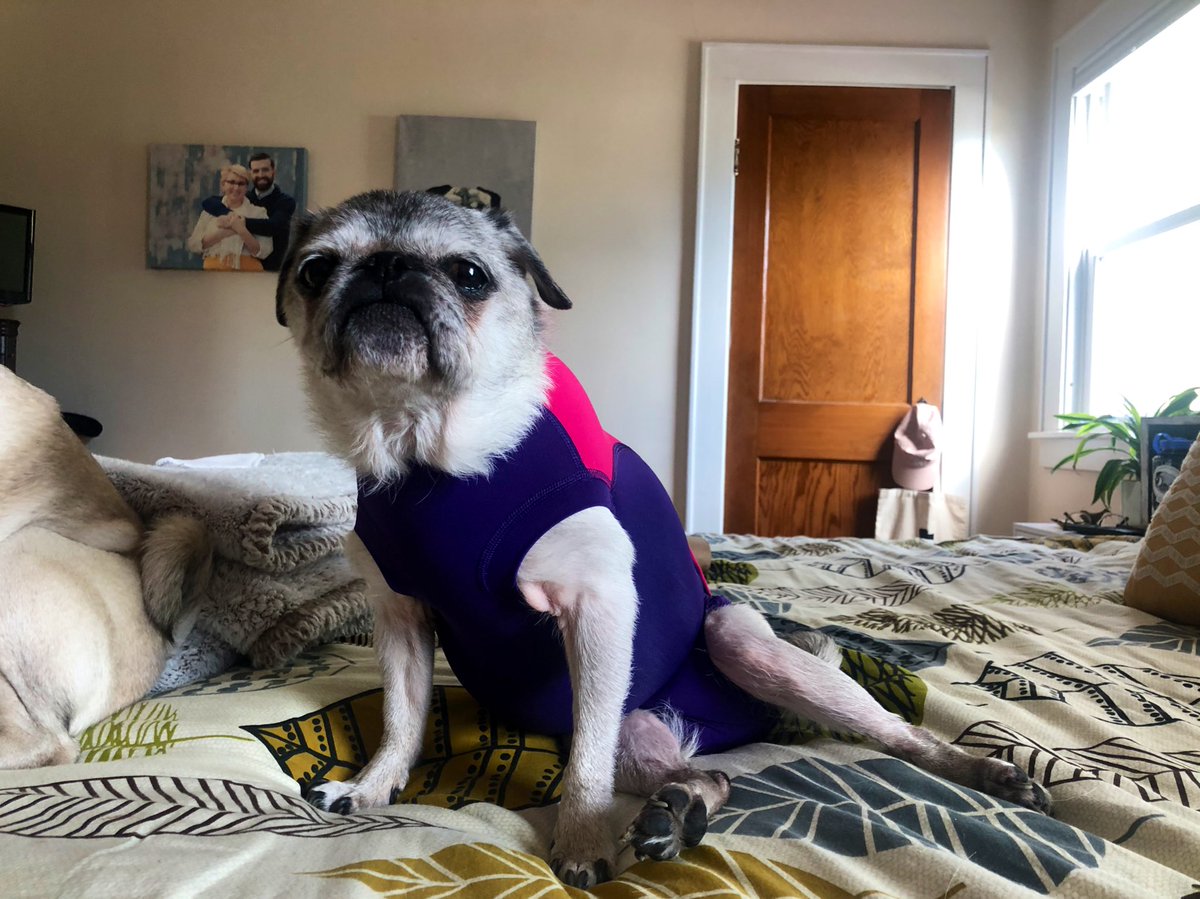 A2: Central Air is EVERYTHING. #PugChat