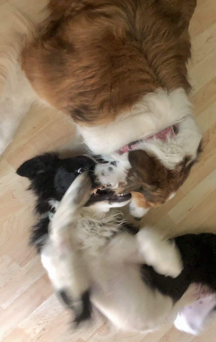 3rdofMay's tweet photo. Bitey face is going on right now! #bordercollie #collie #dogsoftwitter https://t.co/jWjNFeAoZ7
