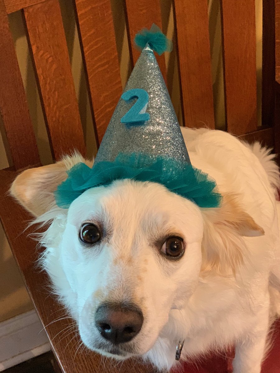MichaelBurrow22's tweet photo. So this is my dog, “Indy” (but I prefer to call him “Goober” to which he responds equally). My middle daughter “gave” him to me on my birthday in 2018. Today he is 2 years old &amp; he was forced to wear this hat by my wife for her “photo-of-the-day.” Poor Goober! https://t.co/LHFcx8mPje