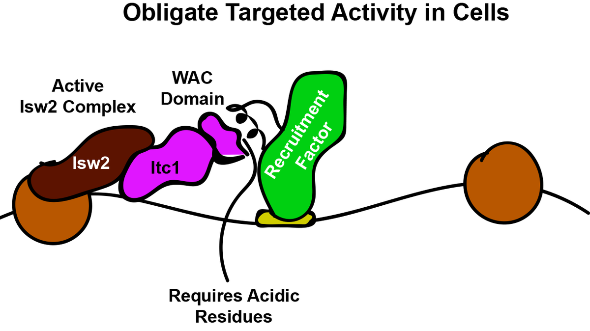 1/n Okay, here's a long breakdown of the lab's recent preprint. I have to say I am so excited by this project! SO MUCH WORK by such a great group of trainees (and Laura)!Basis of Specificity for a Conserved and Promiscuous Chromatin Remodeling Protein  https://www.biorxiv.org/content/10.1101/2020.05.25.115584v1