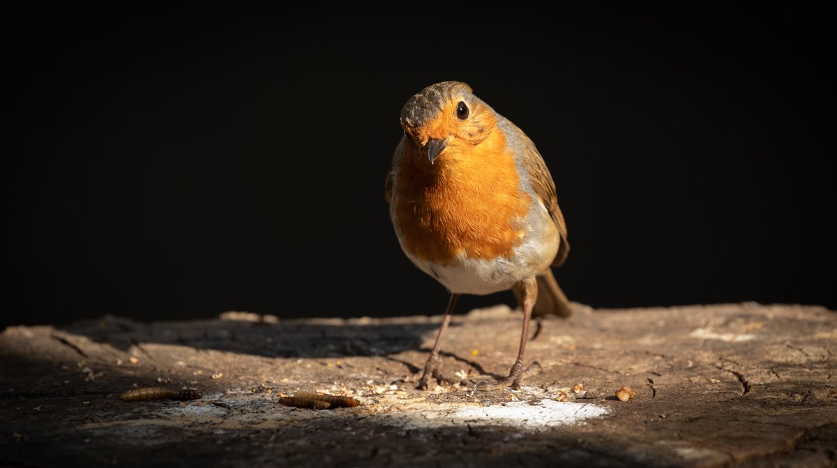 katemacrae's tweet photo. Meet #ColleenRobin….. close friend of #ColinRobin and just starting a career in photography with me…. she wanted to go for the more classic garden look….
#wildlifefrommywindow @BBCSpringwatch https://t.co/Dx6VorEYfi