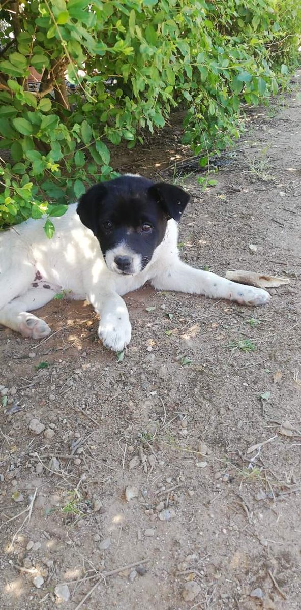 massimo4951's tweet photo. Si trova in Calabria, a Crotone. 
Delia, due mesi, peso attuale tre kg, futura taglia medio contenuta. Sì affida vaccinata e con chip. 
Per info Francesca 320 9391240 https://t.co/T0w6s7pKz0