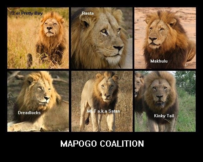 Everyone should see the Documentary” Brothers In Blood the Lions Of Sabi Sand” about the Mapogo Lions , six brothers led by the infamous Mr. T &amp; their take over of the largest territory by a Pride, nothing could stop them❤️