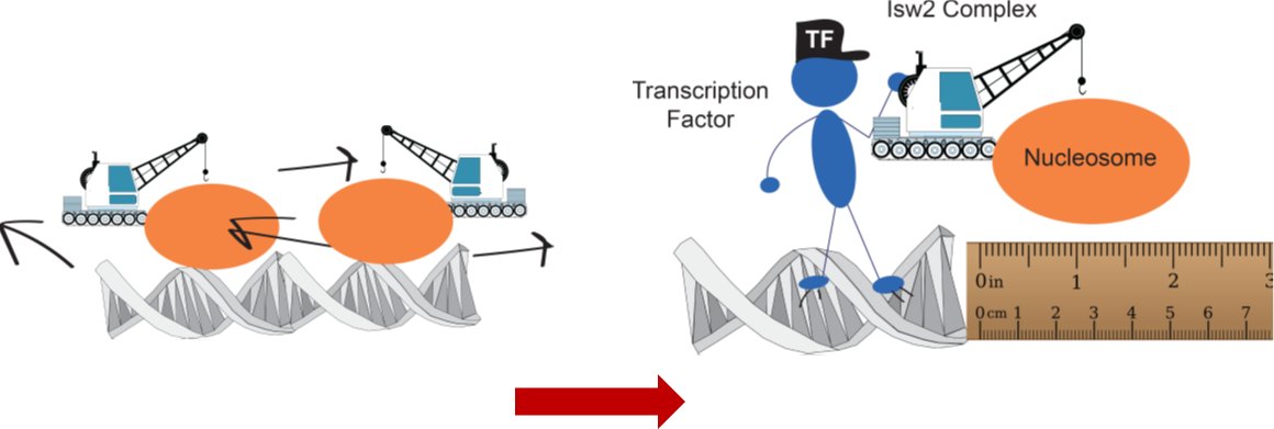 This work is the story of how a protein that we've been treating as a nonspecific nucleosome spacing and sliding factor is converted into an obligate targeted protein in cells. This mystery has haunted me for years! How does a nonspecific protein become targeted?