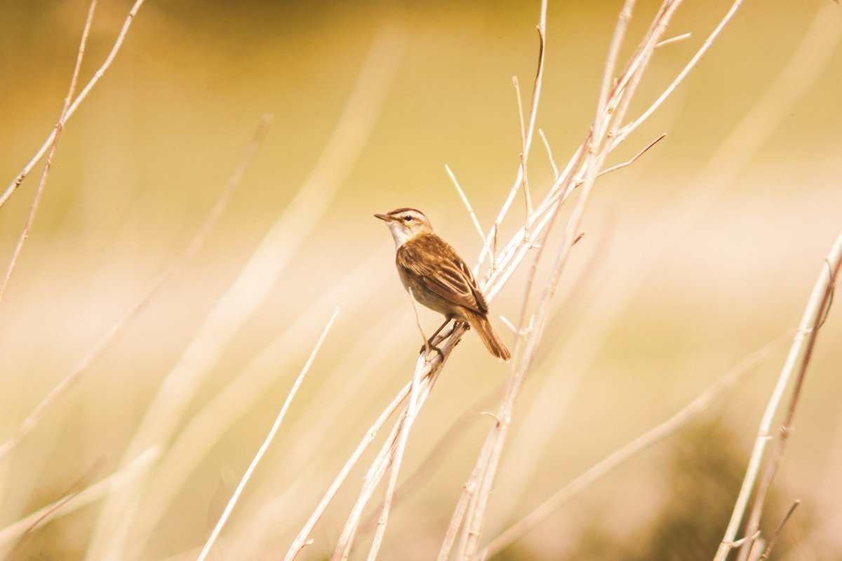 DannyJardine's tweet photo. @BBCSpringwatch was out photographing birds and snapped this bird, is it a type of "Warbler" at Frodsham Marshes, Cheshire? https://t.co/2vfnHxyshA