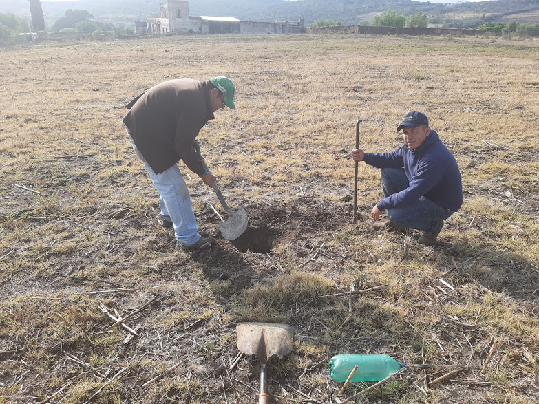 Maniibanez's tweet photo. Cuando encuentras productores comprometidos con la adopción de nuevas tecnologías, se avanza rápidamente.
Todo comenzó con un tuit, después,diagnóstico de parcela, trazo de curvas a nivel. Que sigue? rotura vertical tratamiento a la semilla, MAP y F.integral @SDAyR_GTO @ACCIMMYT https://t.co/jPw6iBXiQf