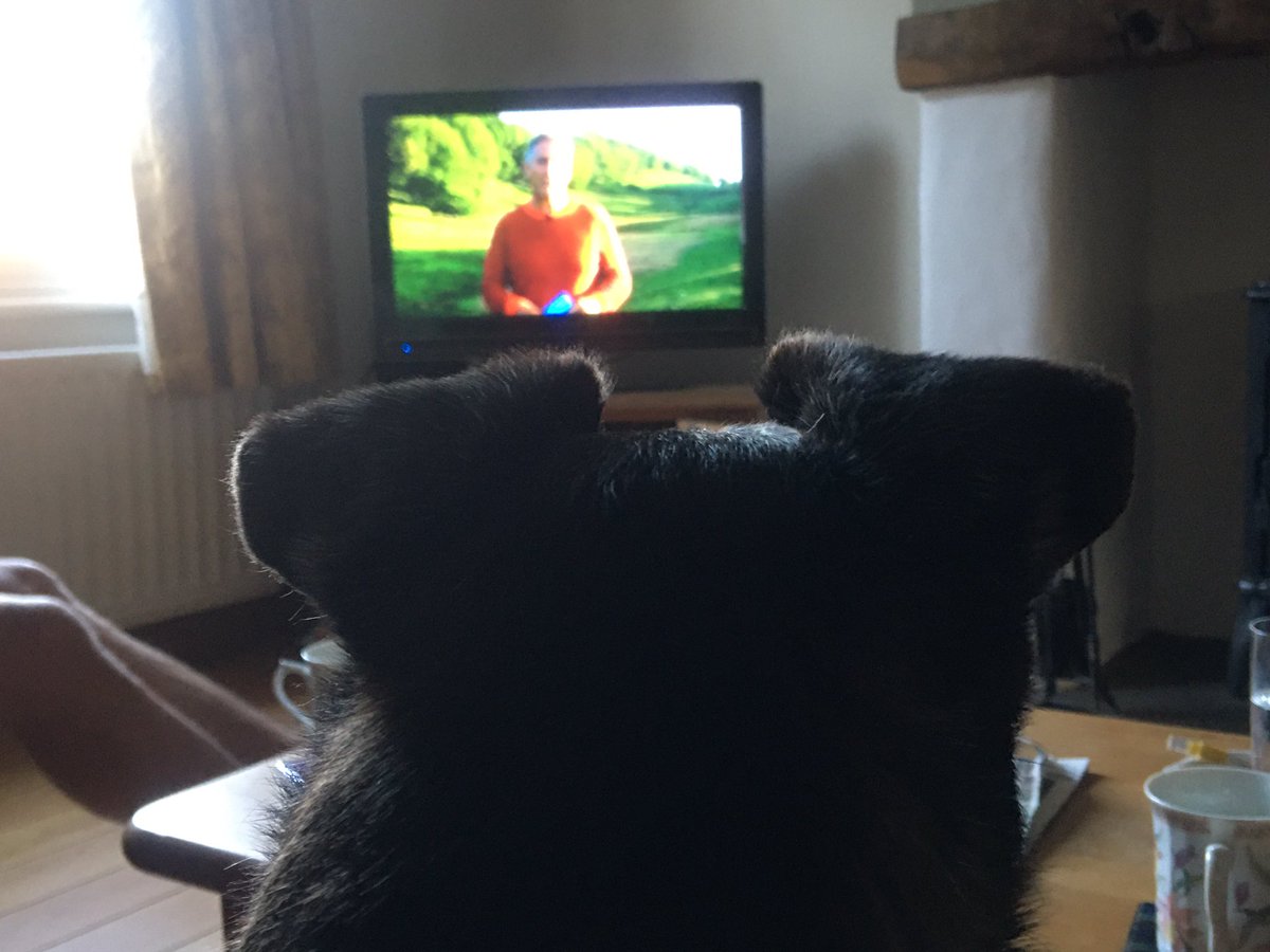 Dog2Basil's tweet photo. Settled down for my daily fix of @BBCSpringwatch 😉 https://t.co/hQ48O1SIrg