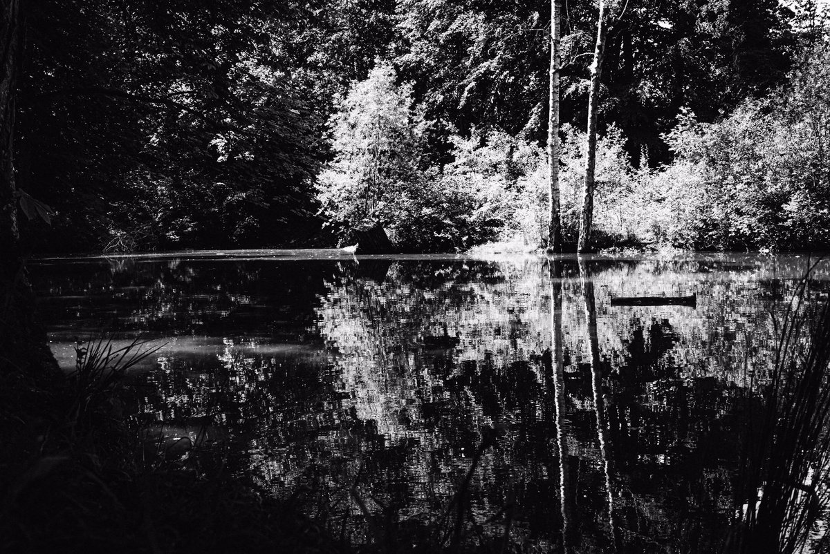 #pond #nature #bnw_greatshots #water #bnwphotography #lake #naturephotography #photography #landscape  #bnw  #bnw_of_our_world #bnw_planet_2020 #outdoors #pondlife #reflection #trees #ponds #blackandwhitephotography #photo #spring #blackandwhite #sunset