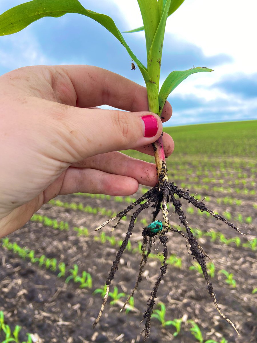 dianammulder's tweet photo. Officially kicked off the @cbseeds @ChannelSeed #fieldcheckupseries in Butler Co. Iowa today! Nothing but great stand counts and healthy roots for our growers! ๐ฑ #grow20 #stillfarming https://t.co/bWI8U5QYRn