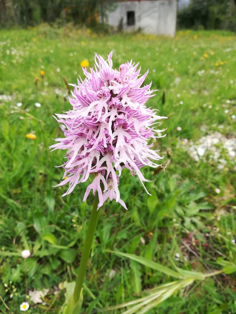 Great participation to lifeorchids webinar on #orchids conservation with habitat *6210 improvement,  orchids micro riserves and the cooperación of private land owner, protagonists  and allies with public bodies in nature protection <a href="/LIFEprogramme/">LIFE Programme</a>