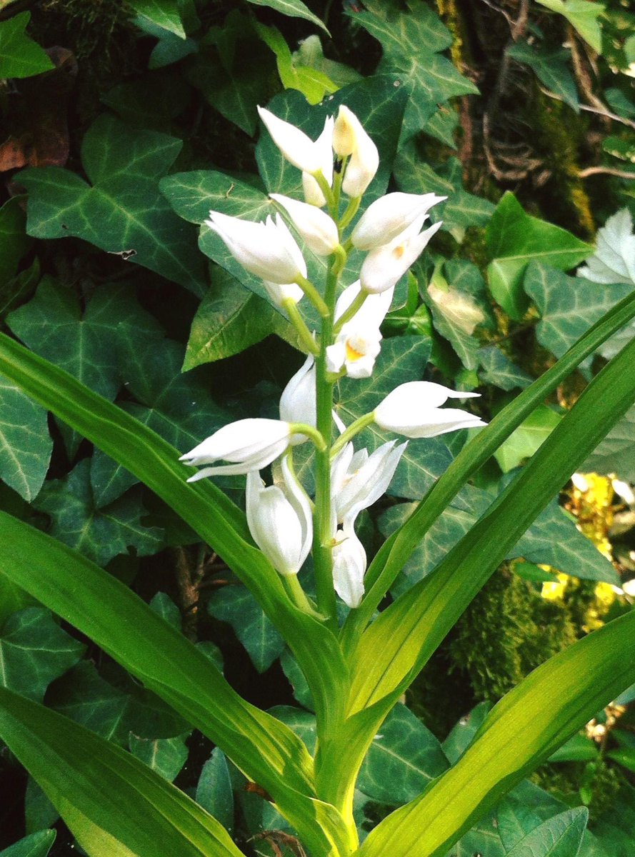 LIFEorchids tweet media